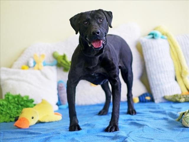 Jack - Labrador Retriever
