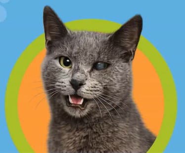 Rain - Russian Blue