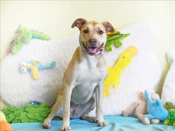 Cleo image 1
