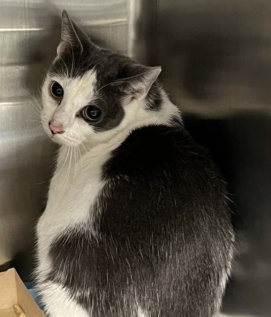 Roma - Domestic Short Hair