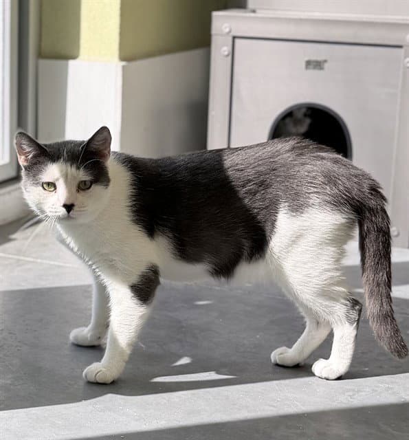 Lazio - Domestic Short Hair