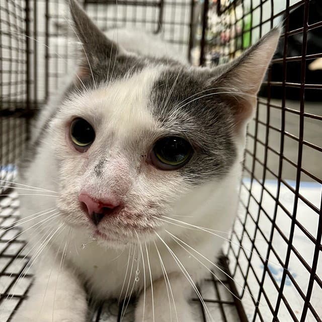 Italia - Domestic Short Hair