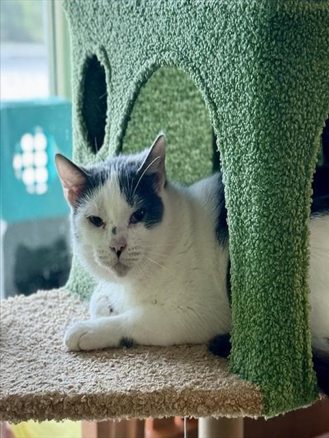 Italia - Domestic Short Hair