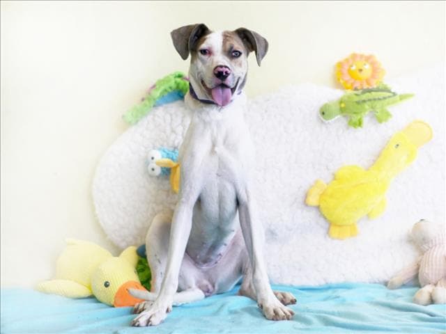 Jasmine - American Pit Bull Terrier
