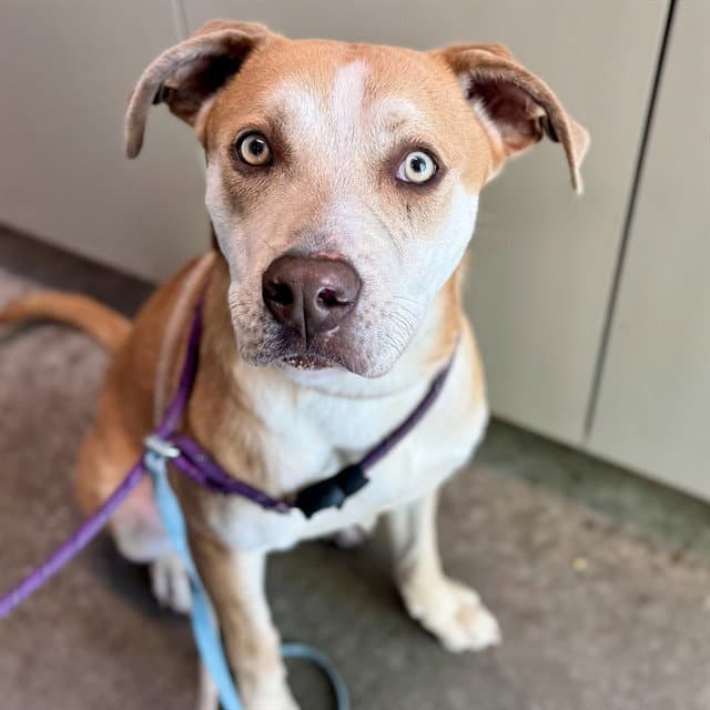 Cloud - Catahoula Leopard Dog