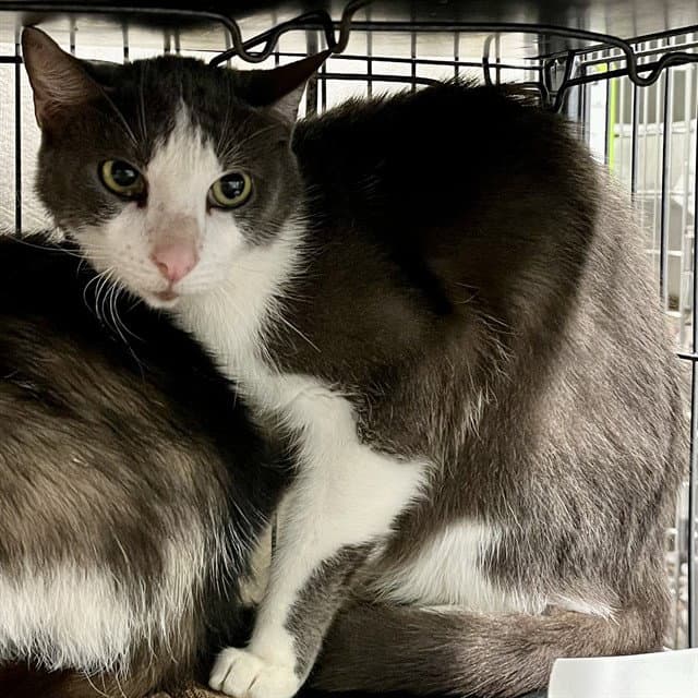 Misty - Domestic Short Hair