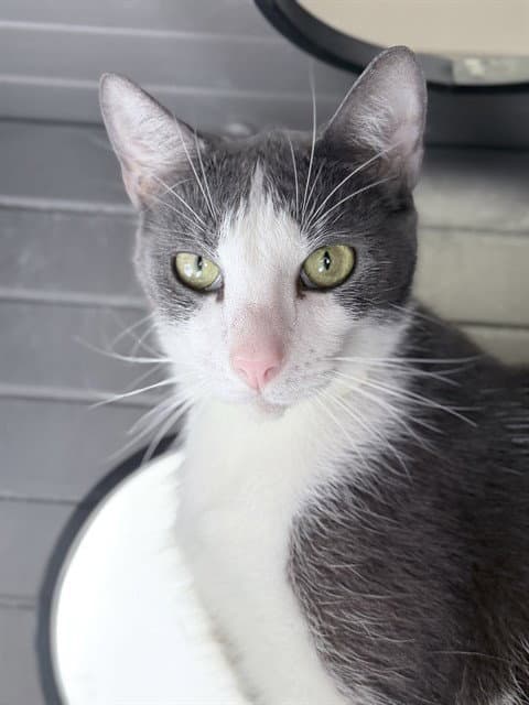Misty - Domestic Short Hair