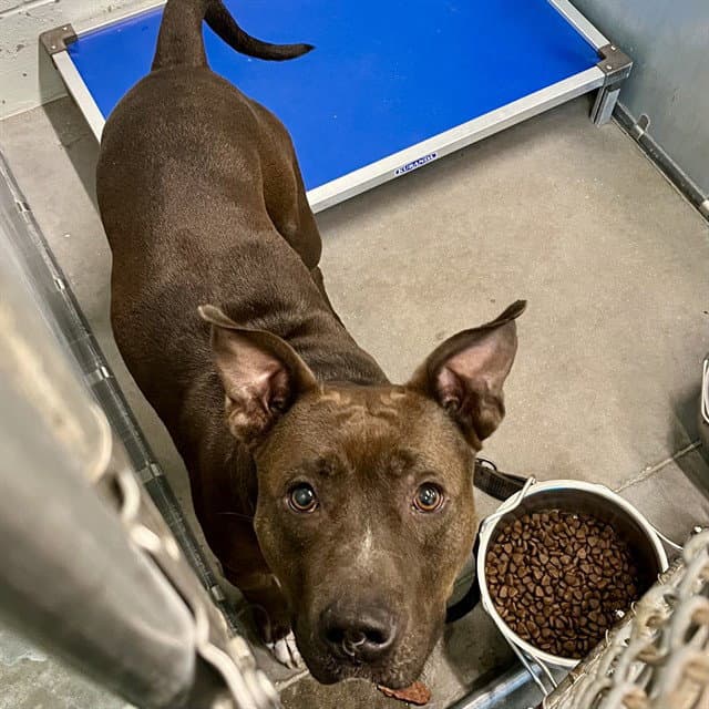Oslo - American Pit Bull Terrier