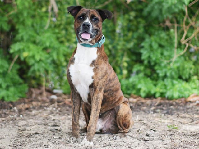 Nile - Plott Hound