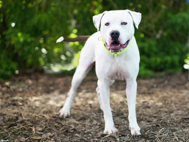 Brine - American Bulldog
