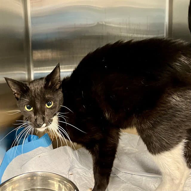 Unknown - Domestic Short Hair