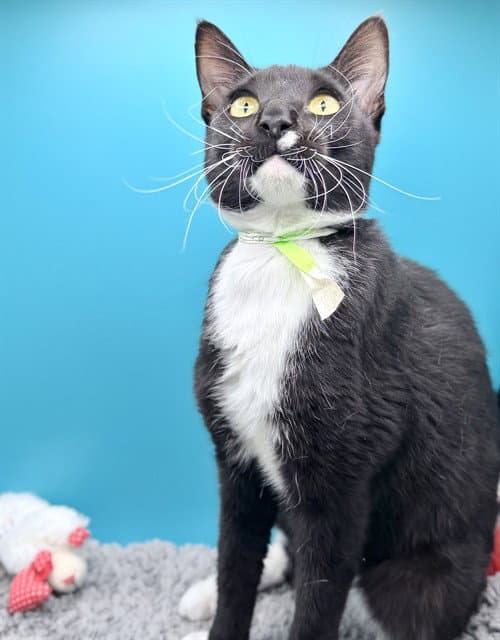 Unknown - Domestic Short Hair