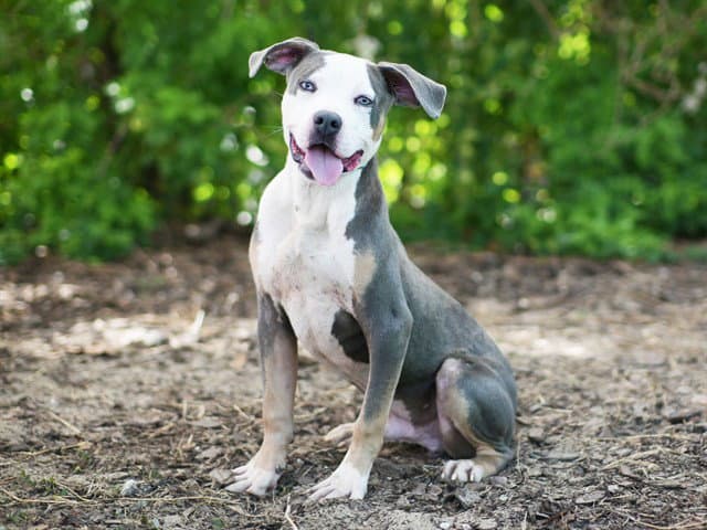Surf - American Bulldog
