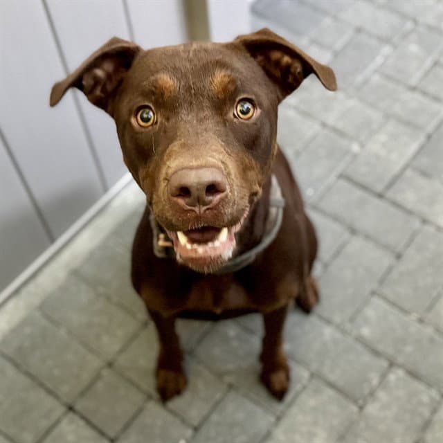 Brooke - Doberman Pinscher