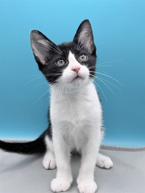 Serenity - Domestic Short Hair