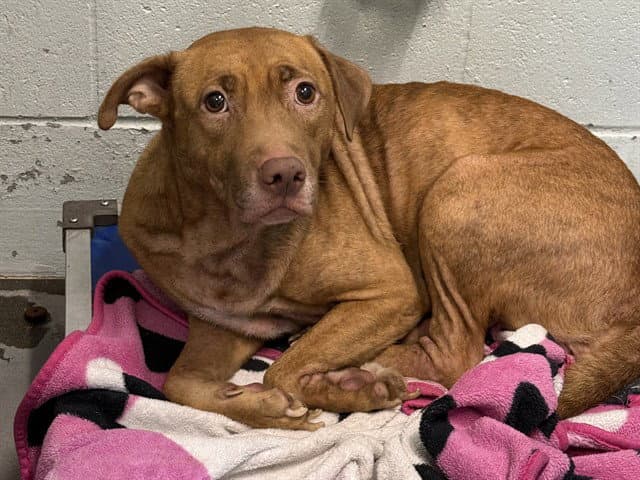 Annie - Vizsla