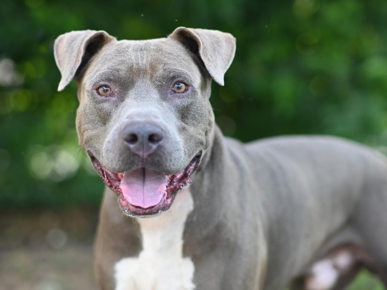 Whiskey - Pit Bull Terrier