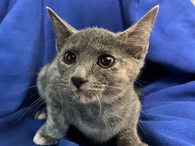 Glory - Domestic Short Hair
