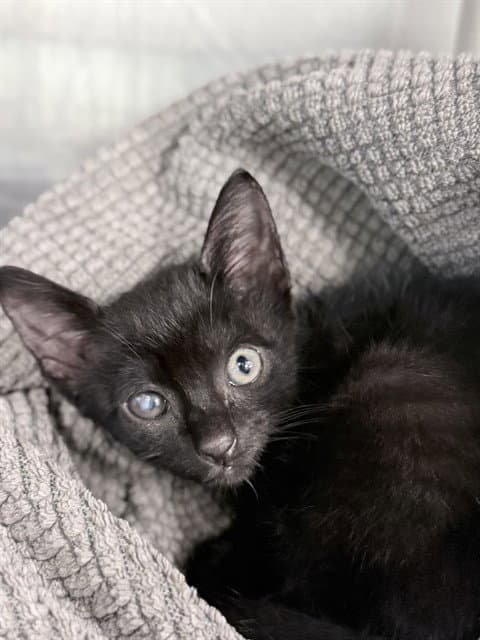 Unknown - Domestic Short Hair