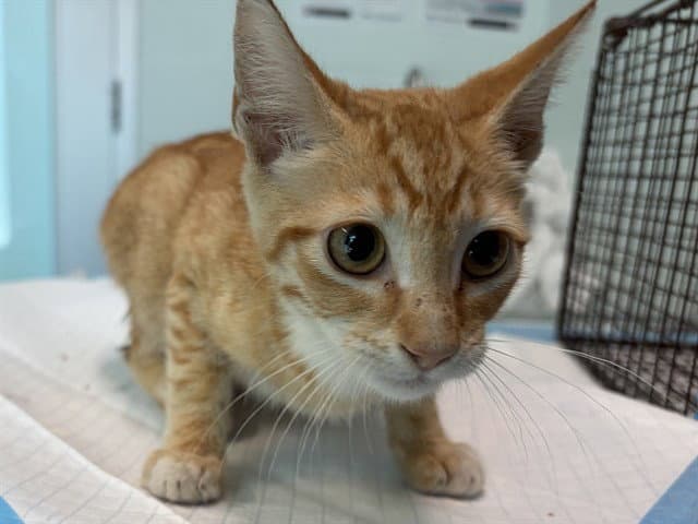 Unknown - Domestic Short Hair