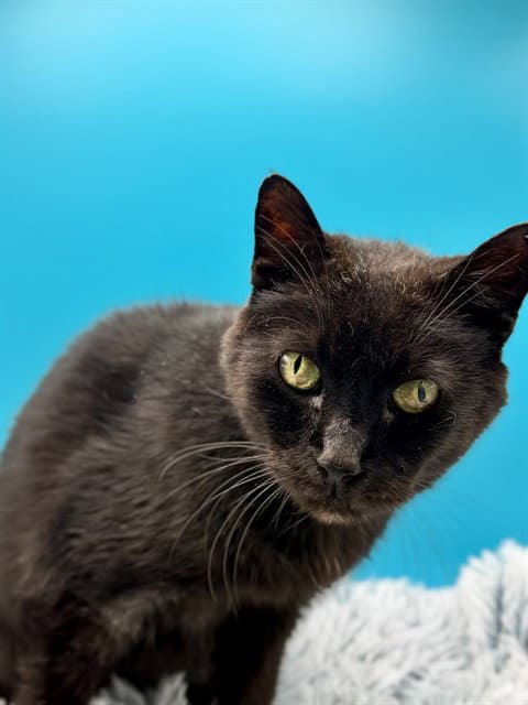 Cathy - Domestic Short Hair