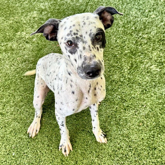 Boone - Dalmatian
