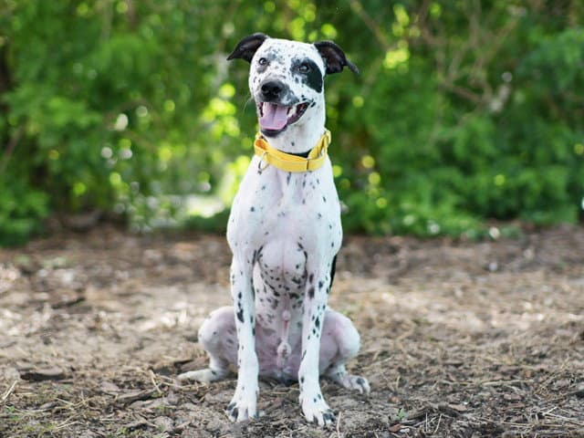 Boone - Dalmatian
