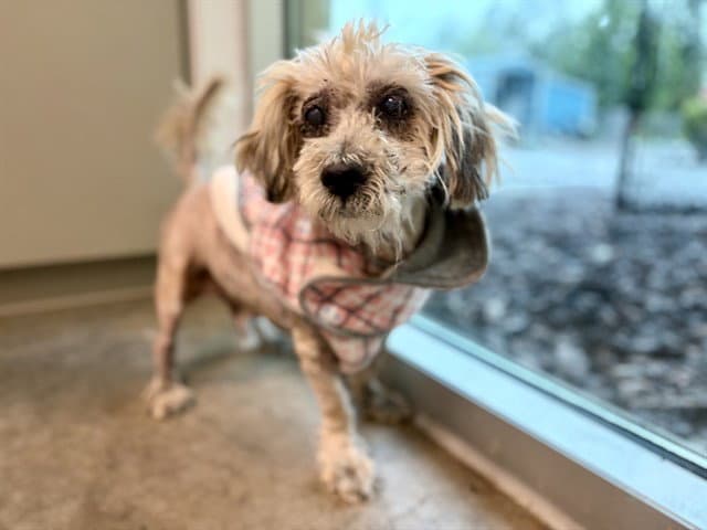 Buchanan - Lhasa Apso