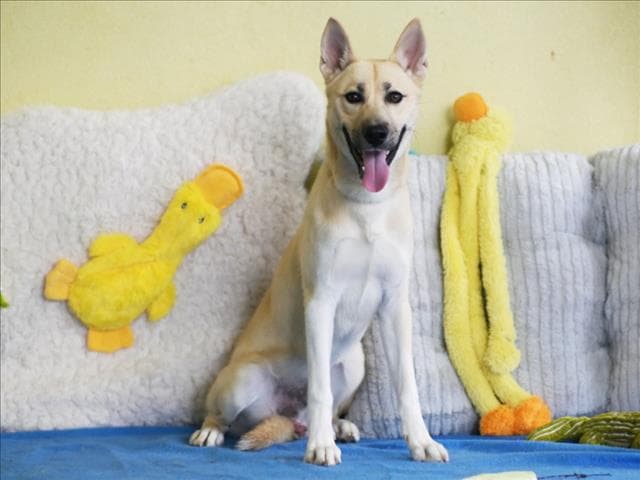 Sully - German Shepherd Dog