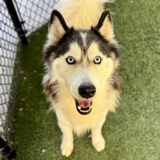Grant - Husky
