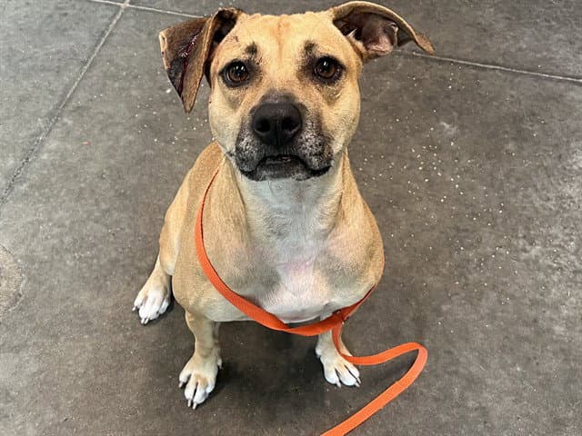 Jackie - Black Mouth Cur
