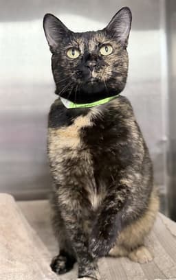 Calico Kitty image 1