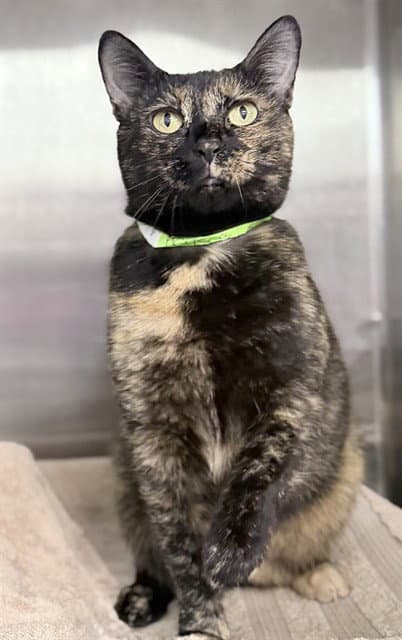 Calico Kitty - Domestic Short Hair