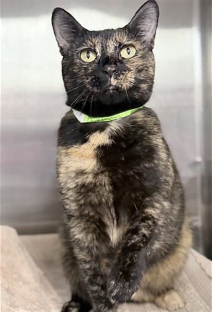 Calico Kitty - Domestic Short Hair