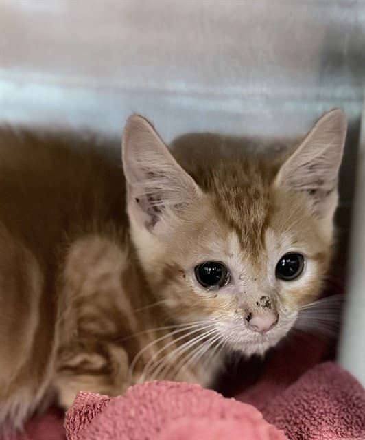 Sam - Domestic Short Hair