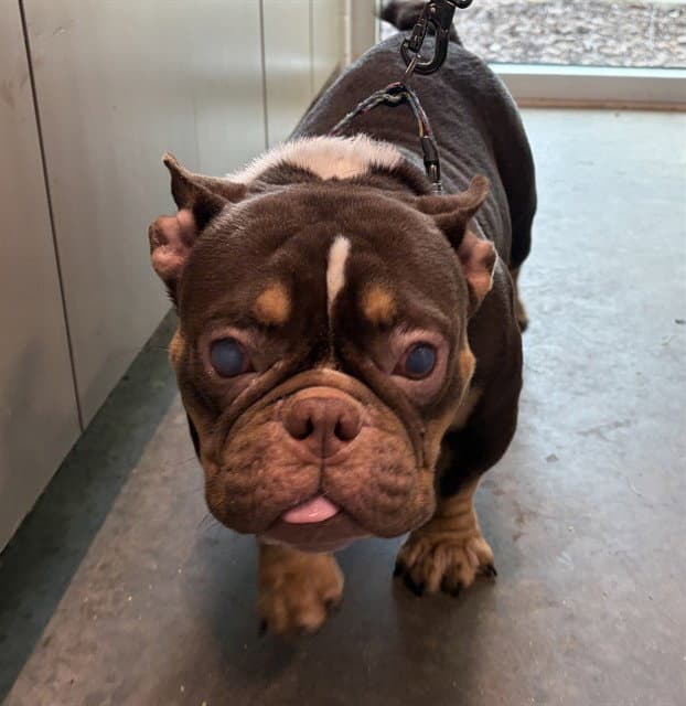 Tonka - English Bulldog