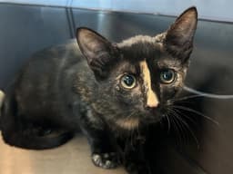 Kitten image 1