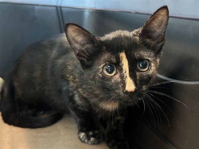 Kitten - Domestic Short Hair