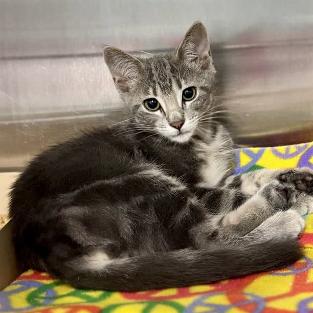 Unknown - Domestic Short Hair