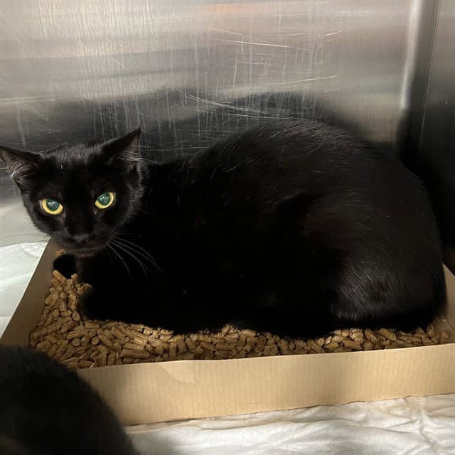 Norma - Domestic Short Hair