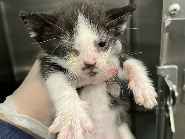 Unknown - Domestic Short Hair