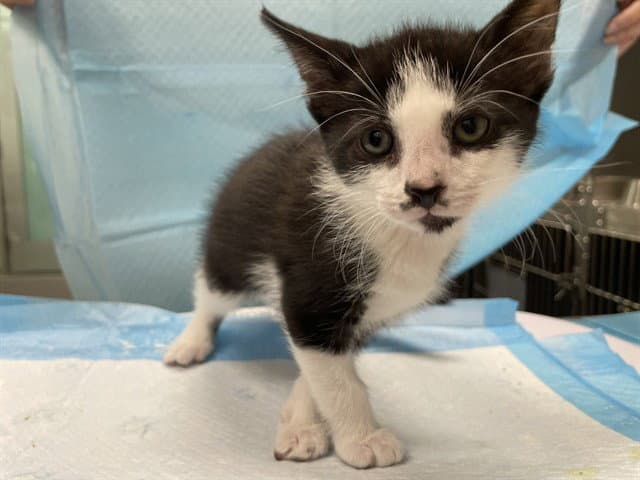 Unknown - Domestic Short Hair