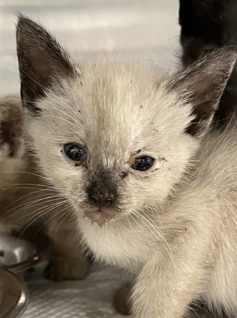 Ada - Domestic Short Hair