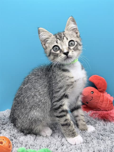 Fizz - Domestic Short Hair