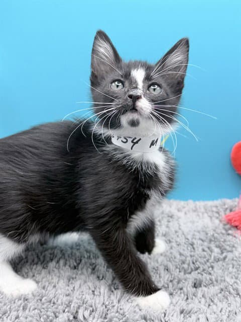 Shelldon - Domestic Short Hair