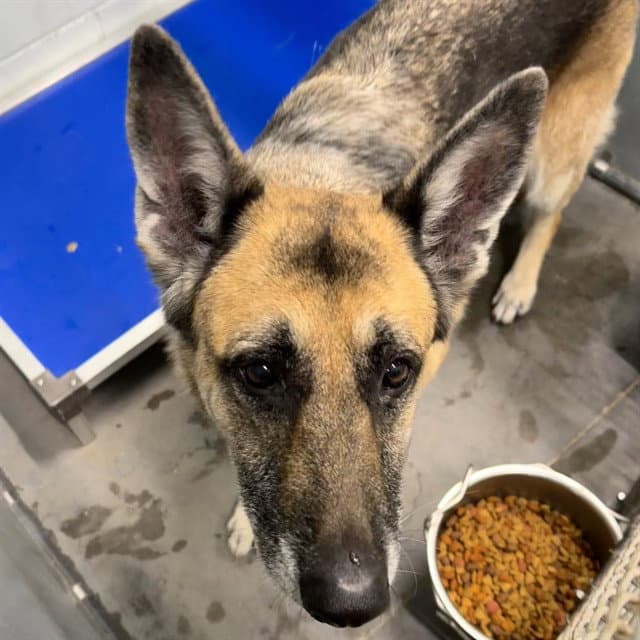 Gidget - German Shepherd Dog