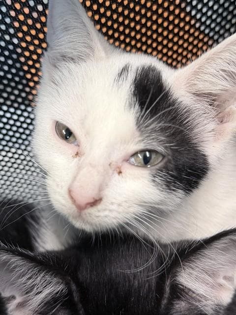Mckinley - Domestic Short Hair