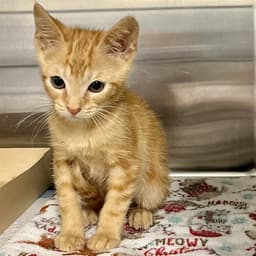 Benny image 1