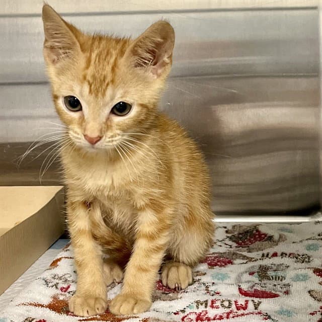 Benny - Domestic Short Hair