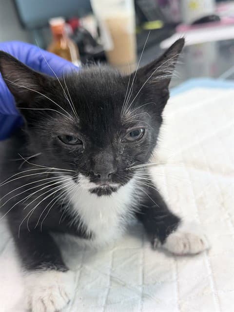 Kay - Domestic Short Hair